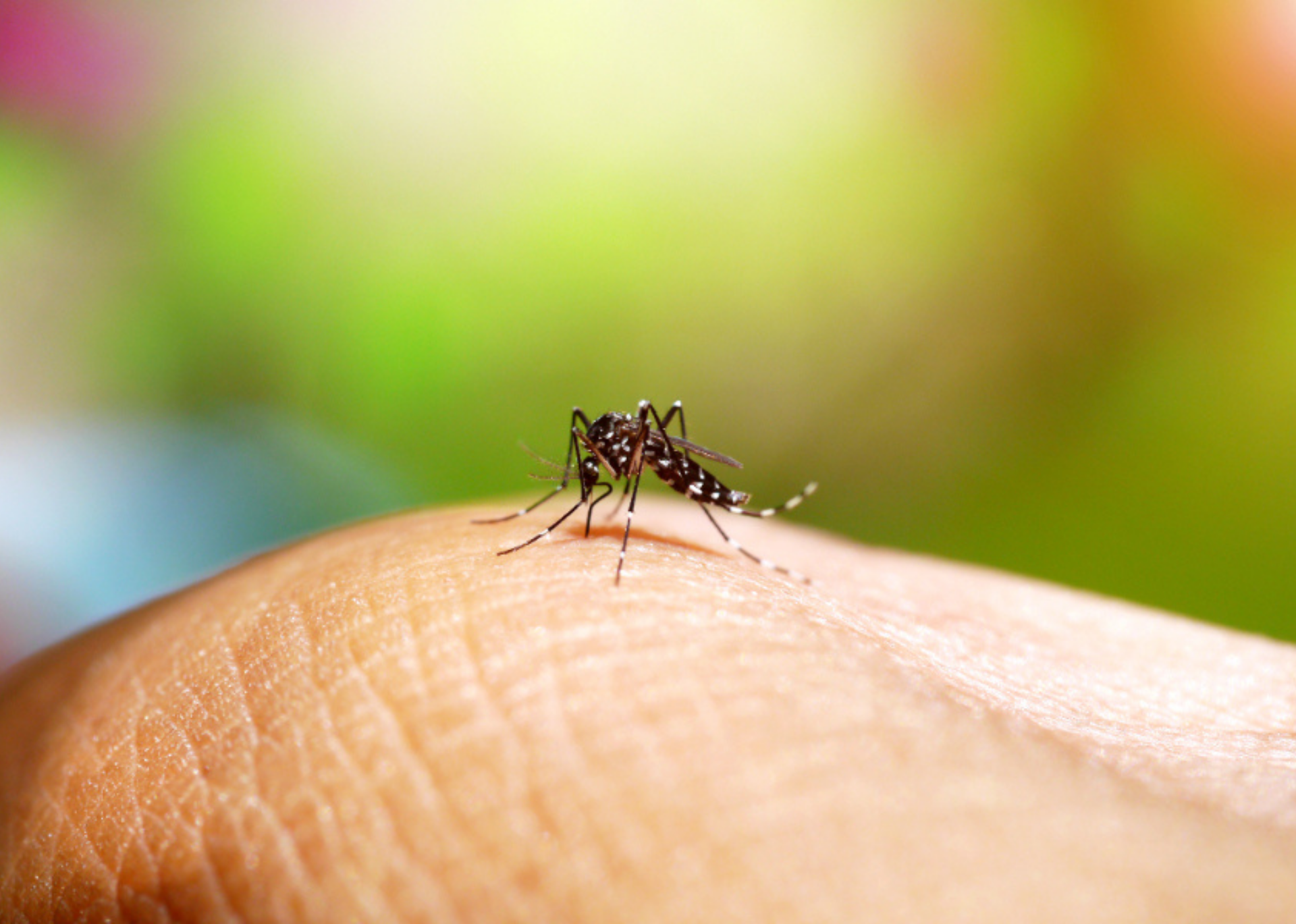 O Governo do Estado realiza um mutirão no Dia D de combate à dengue