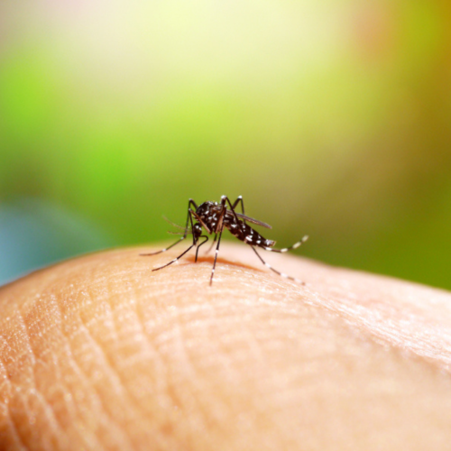 O Governo do Estado realiza um mutirão no Dia D de combate à dengue