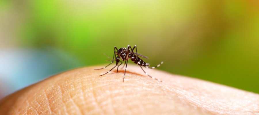 O Governo do Estado realiza um mutirão no Dia D de combate à dengue